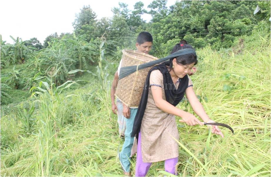 জুমিয়াদের জুম ক্ষেতে ধান কাটার দৃশ্য।