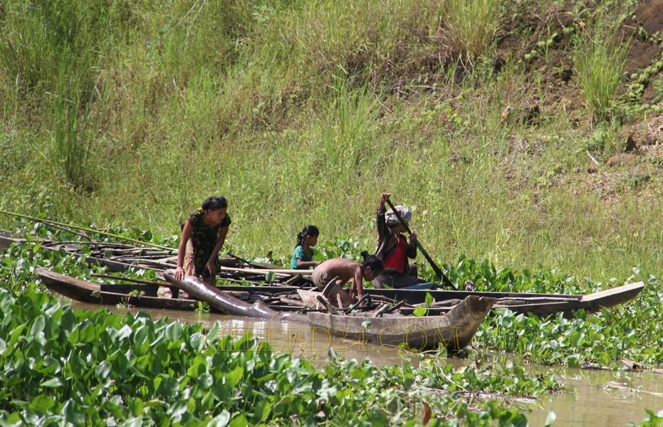 কাপ্তাই হ্রদে লাকড়ী সংগ্রহ