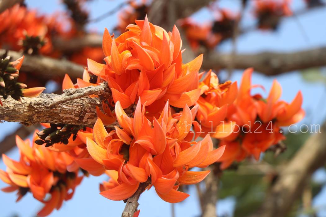 Butea monosperma flower(palash)