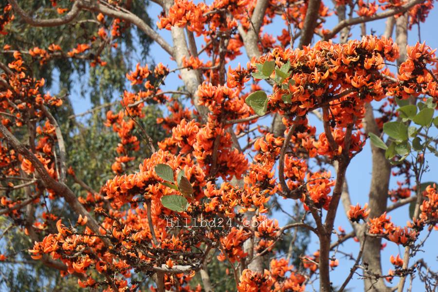 পলাশ ফুল