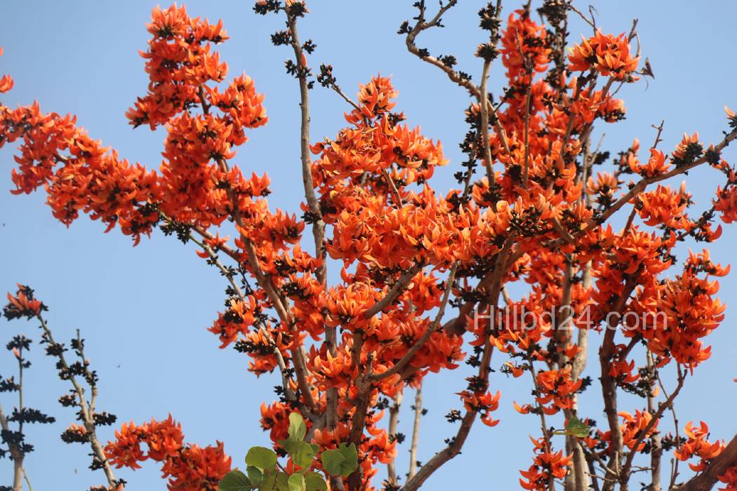 পলাশ