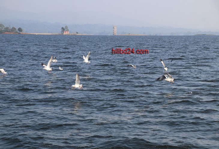 কাপ্তাই হ্রদে অতিথি পাখী।