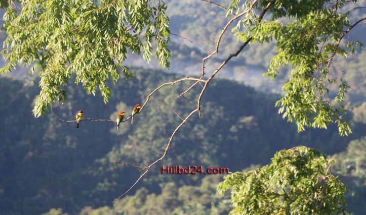 পাহাড়ের প্রকৃতি