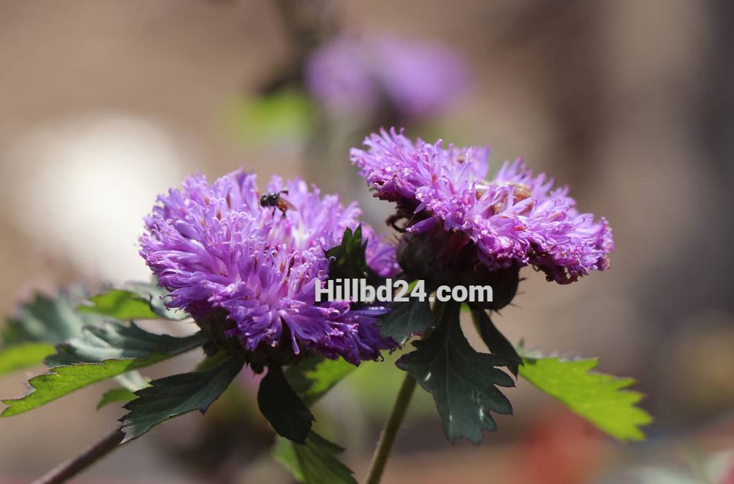 লার্ক ডেইজি ফুল Lark daisy (Porcupine Flower)
