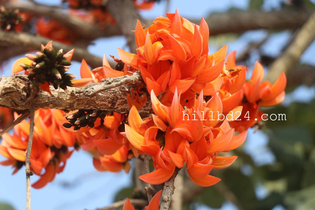 পলাশ ফুল