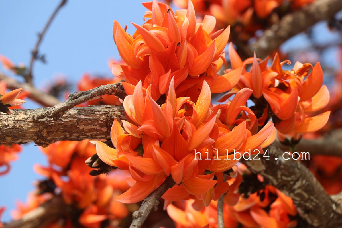 পলাশ ফুল