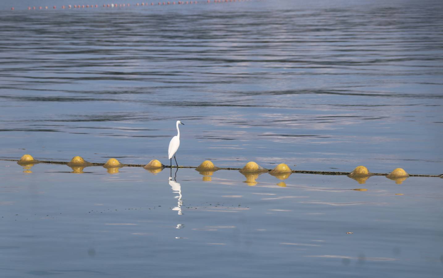 কাপ্তাই হ্রদে জেলেদের শিকারের সময়ে সাদা বকদের মাছের অপেক্ষায়।