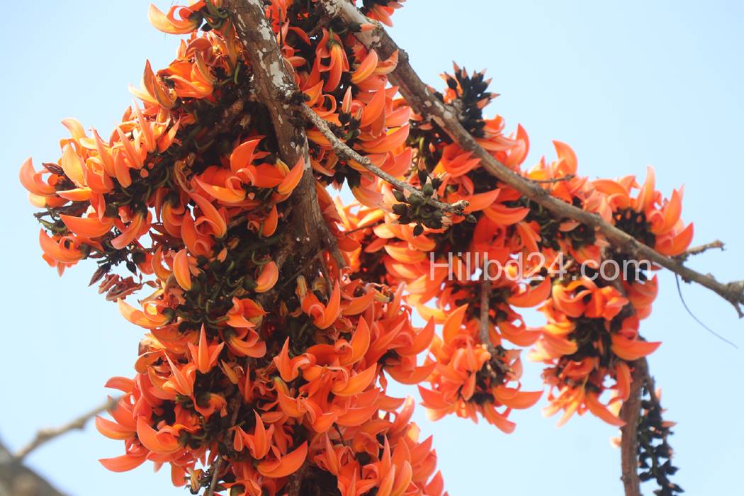 পলাশ
