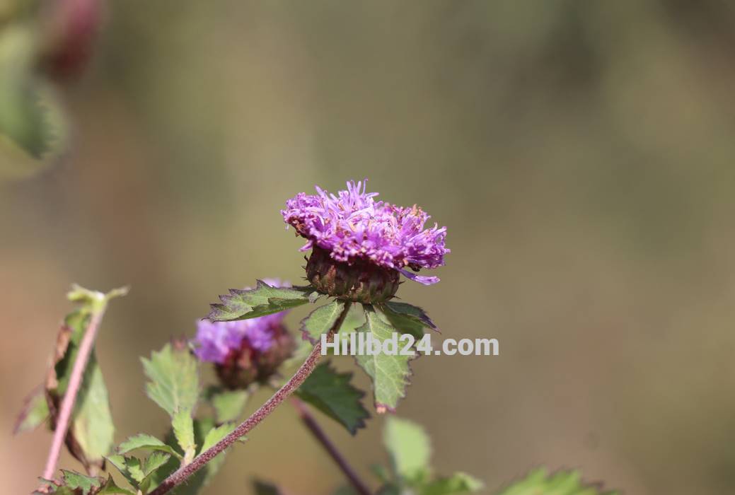 লার্ক ডেইজি ফুল Lark daisy (Porcupine Flower)