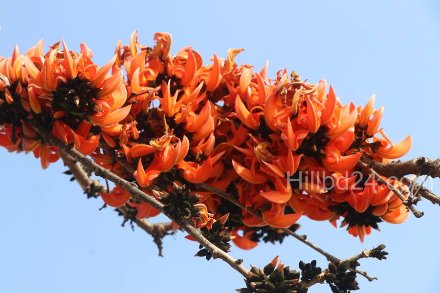 পলাশ