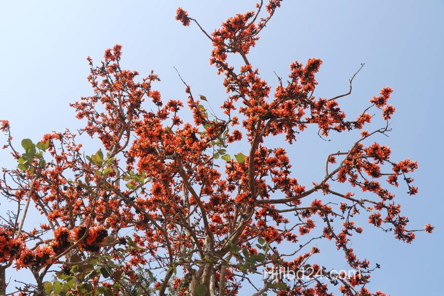 পলাশ ফুল