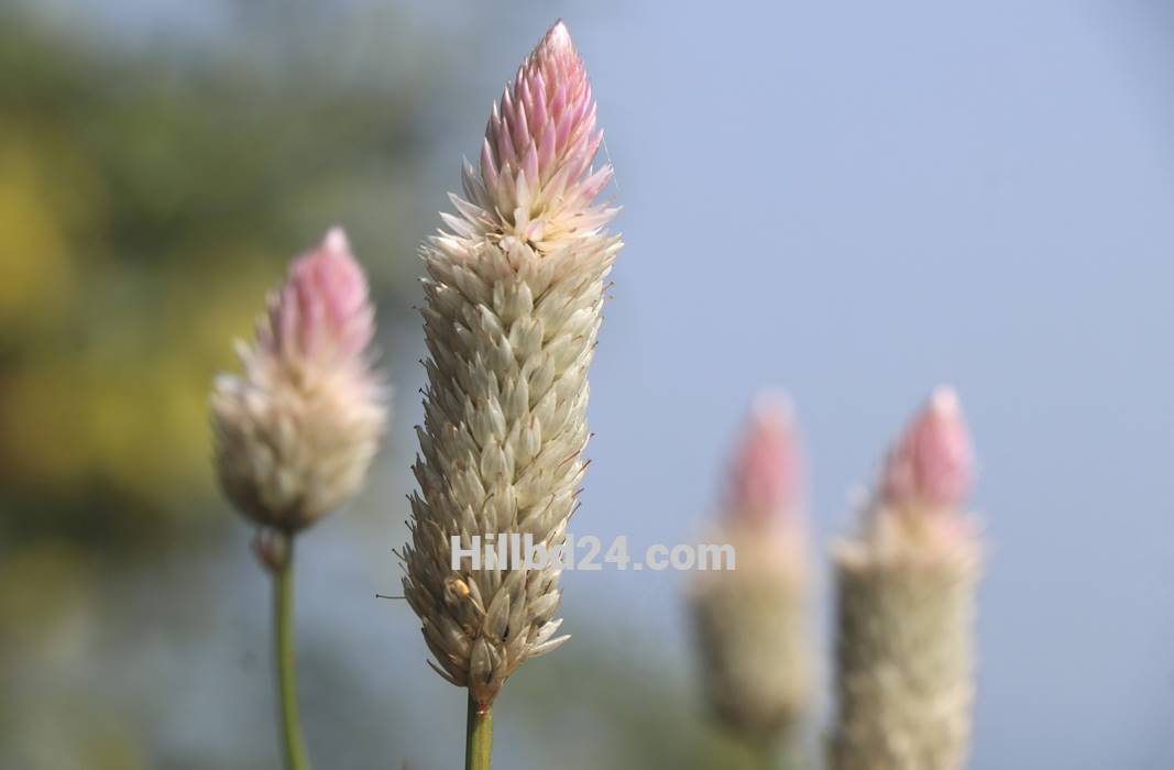 মোরগঝুটি ফুল