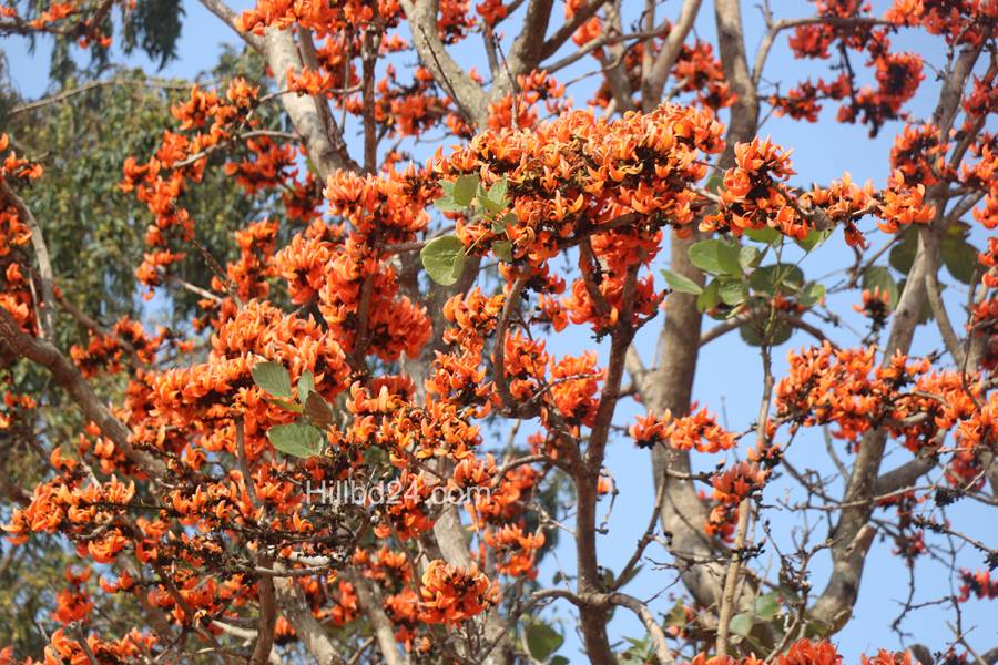 পলাশ ফুল