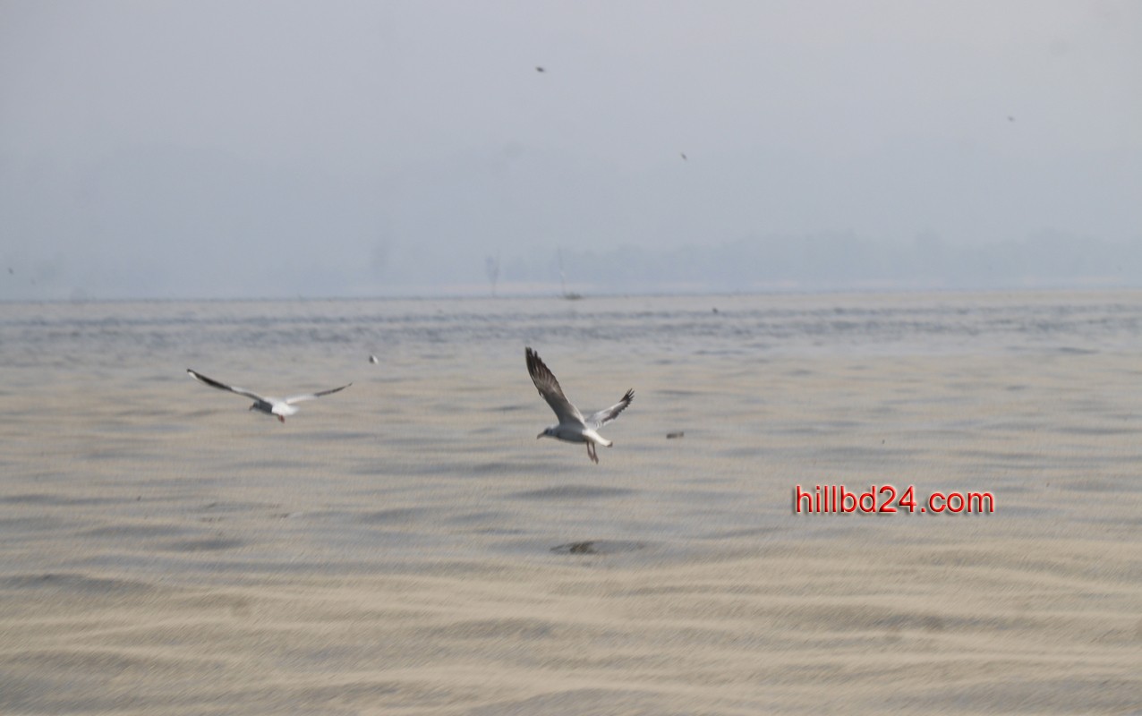কাপ্তাই হ্রদে অতিথি পাখী।