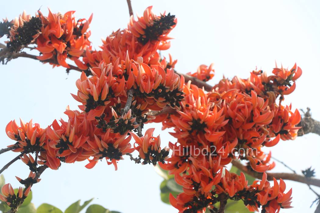 পলাশ