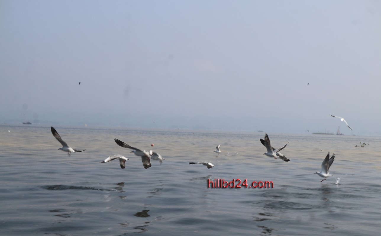 কাপ্তাই হ্রদে অতিথি পাখী।