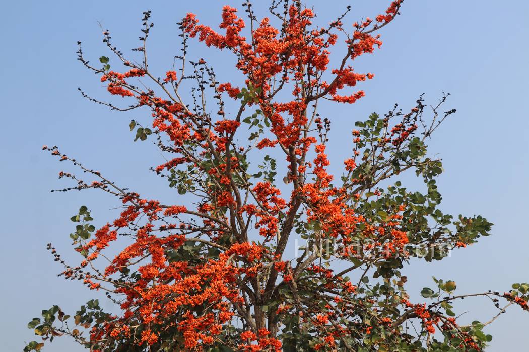 পলাশ
