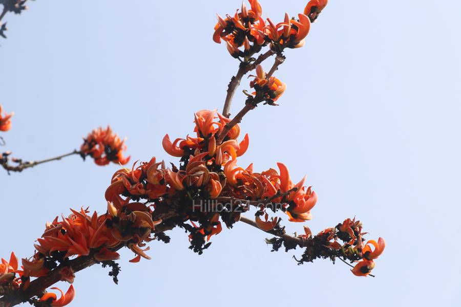 পলাশ ফুল