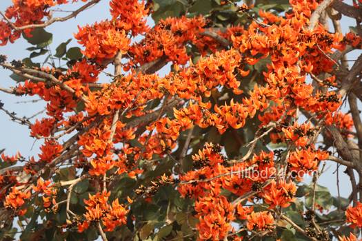 পলাশ